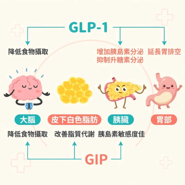 猛健樂真的會瘦嗎？瘦瘦針原理